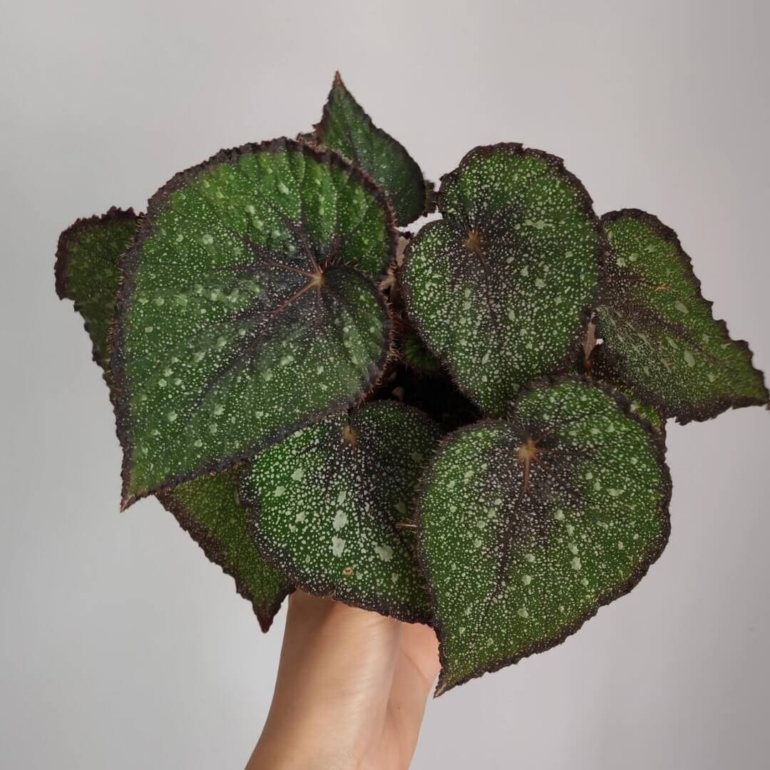 Begonia Morning Dew is a stunning begonia variety with vibrant green leaves covered in delicate silver-white spots that resemble tiny pearls. The beautiful silver speckles add an exquisite touch to the plant, giving it an elegant, dew-like appearance. The edges of the leaves are marked with a rich brown or purple hue, which creates a striking contrast with the green and enhances the plant’s visual appeal.