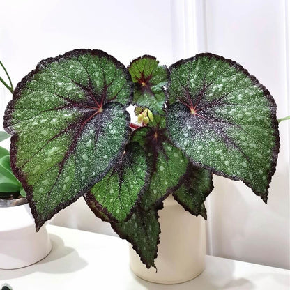 Begonia Morning Dew is a stunning begonia variety with vibrant green leaves covered in delicate silver-white spots that resemble tiny pearls. The beautiful silver speckles add an exquisite touch to the plant, giving it an elegant, dew-like appearance. The edges of the leaves are marked with a rich brown or purple hue, which creates a striking contrast with the green and enhances the plant’s visual appeal.