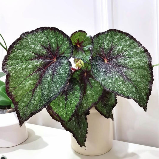 Begonia Morning Dew is a stunning begonia variety with vibrant green leaves covered in delicate silver-white spots that resemble tiny pearls. The beautiful silver speckles add an exquisite touch to the plant, giving it an elegant, dew-like appearance. The edges of the leaves are marked with a rich brown or purple hue, which creates a striking contrast with the green and enhances the plant’s visual appeal.