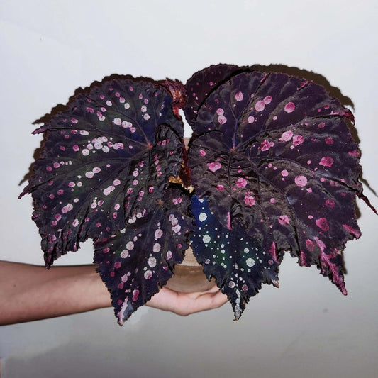 Begonia Mr. Garden is a captivating variety known for its dramatic and colorful foliage. The leaves feature a deep purple to dark green background, adorned with vibrant splotches in shades of pink, white, green, and blue. These markings give the leaves a speckled, almost painted appearance, creating a unique and eye-catching pattern. The edges are slightly serrated, and the leaves are rounded with prominent veins, adding to the plant’s ornamental beauty.