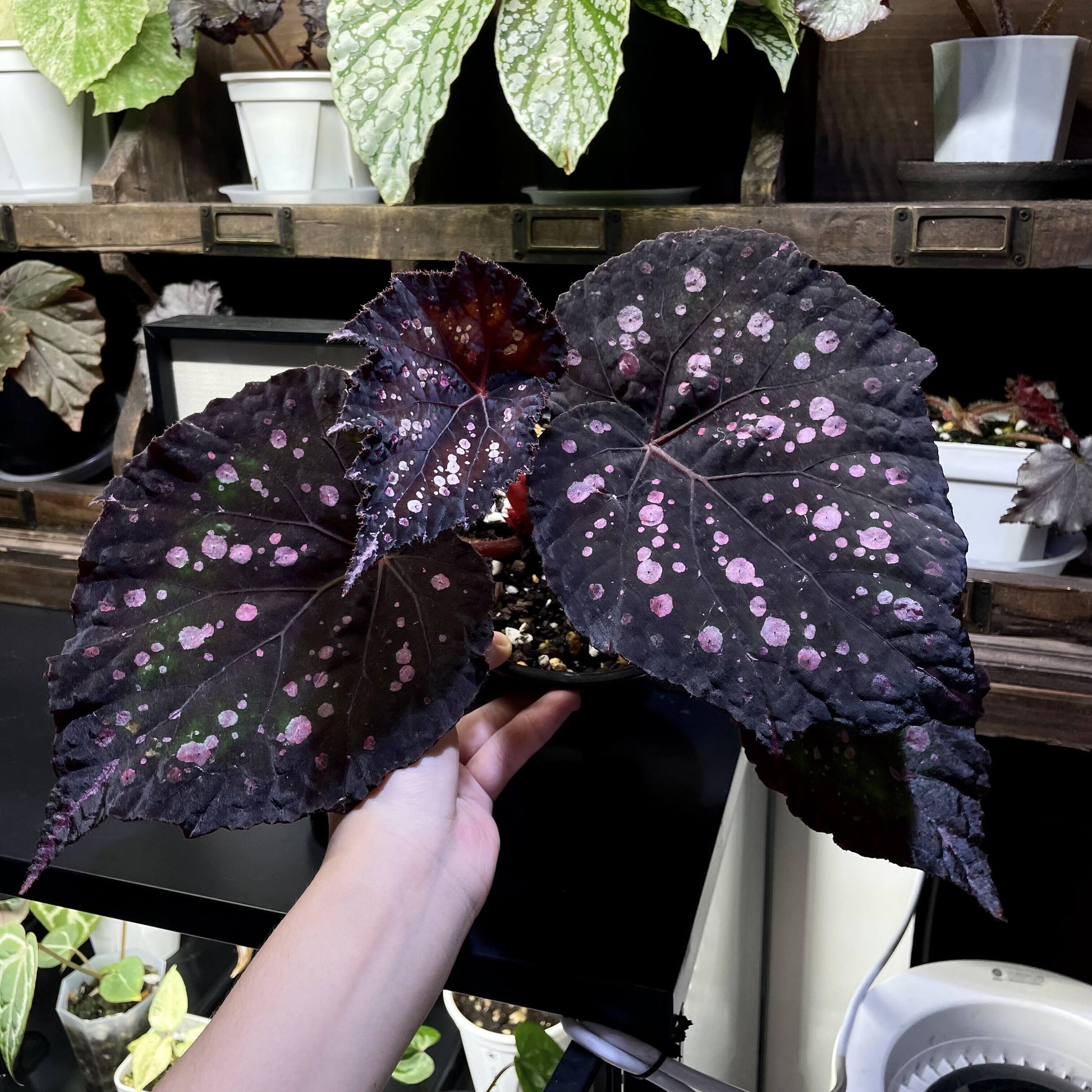 Begonia Mr. Garden is a captivating variety known for its dramatic and colorful foliage. The leaves feature a deep purple to dark green background, adorned with vibrant splotches in shades of pink, white, green, and blue. These markings give the leaves a speckled, almost painted appearance, creating a unique and eye-catching pattern. The edges are slightly serrated, and the leaves are rounded with prominent veins, adding to the plant’s ornamental beauty.