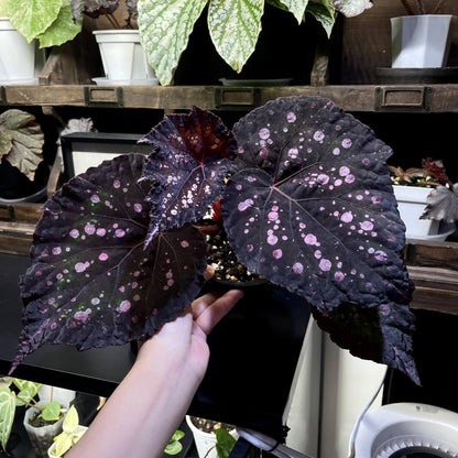 Begonia Mr. Garden is a captivating variety known for its dramatic and colorful foliage. The leaves feature a deep purple to dark green background, adorned with vibrant splotches in shades of pink, white, green, and blue. These markings give the leaves a speckled, almost painted appearance, creating a unique and eye-catching pattern. The edges are slightly serrated, and the leaves are rounded with prominent veins, adding to the plant’s ornamental beauty.