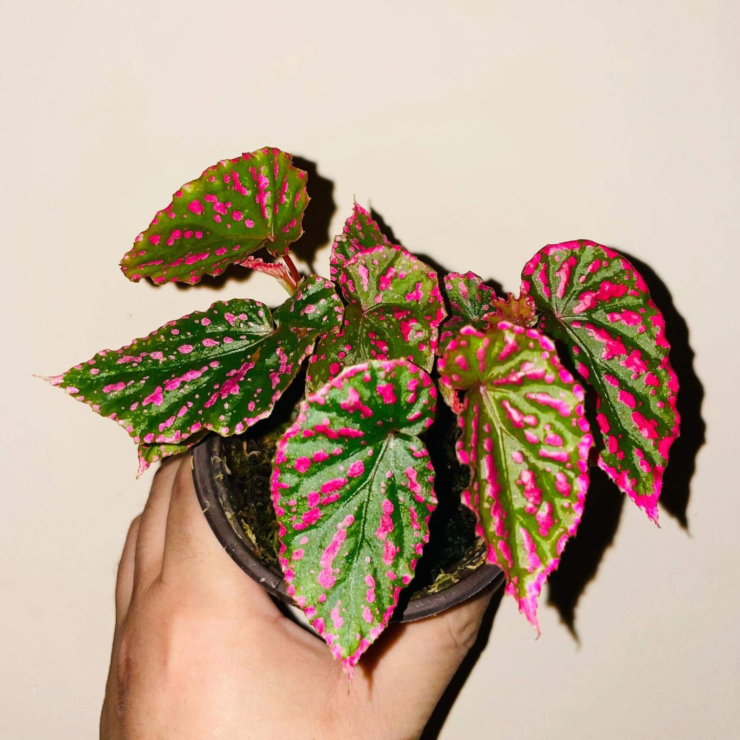 Begonia Negrosensis originates from Negros, Philippines, and is considered one of the most attractive members of the pink Begonia family. It belongs to the cane-like Begonias, with yellow-green stems and aerial roots when grown in humid conditions. Its leaves are narrow and elongated, with soft serrated edges. The most striking feature is the pink spots on the leaf surface, which are particularly vibrant when the plant is young, almost glowing with a fluorescent pink hue.