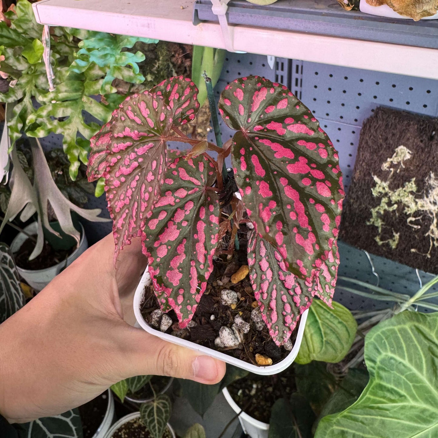 Begonia Negrosensis originates from Negros, Philippines, and is considered one of the most attractive members of the pink Begonia family. It belongs to the cane-like Begonias, with yellow-green stems and aerial roots when grown in humid conditions. Its leaves are narrow and elongated, with soft serrated edges. The most striking feature is the pink spots on the leaf surface, which are particularly vibrant when the plant is young, almost glowing with a fluorescent pink hue.