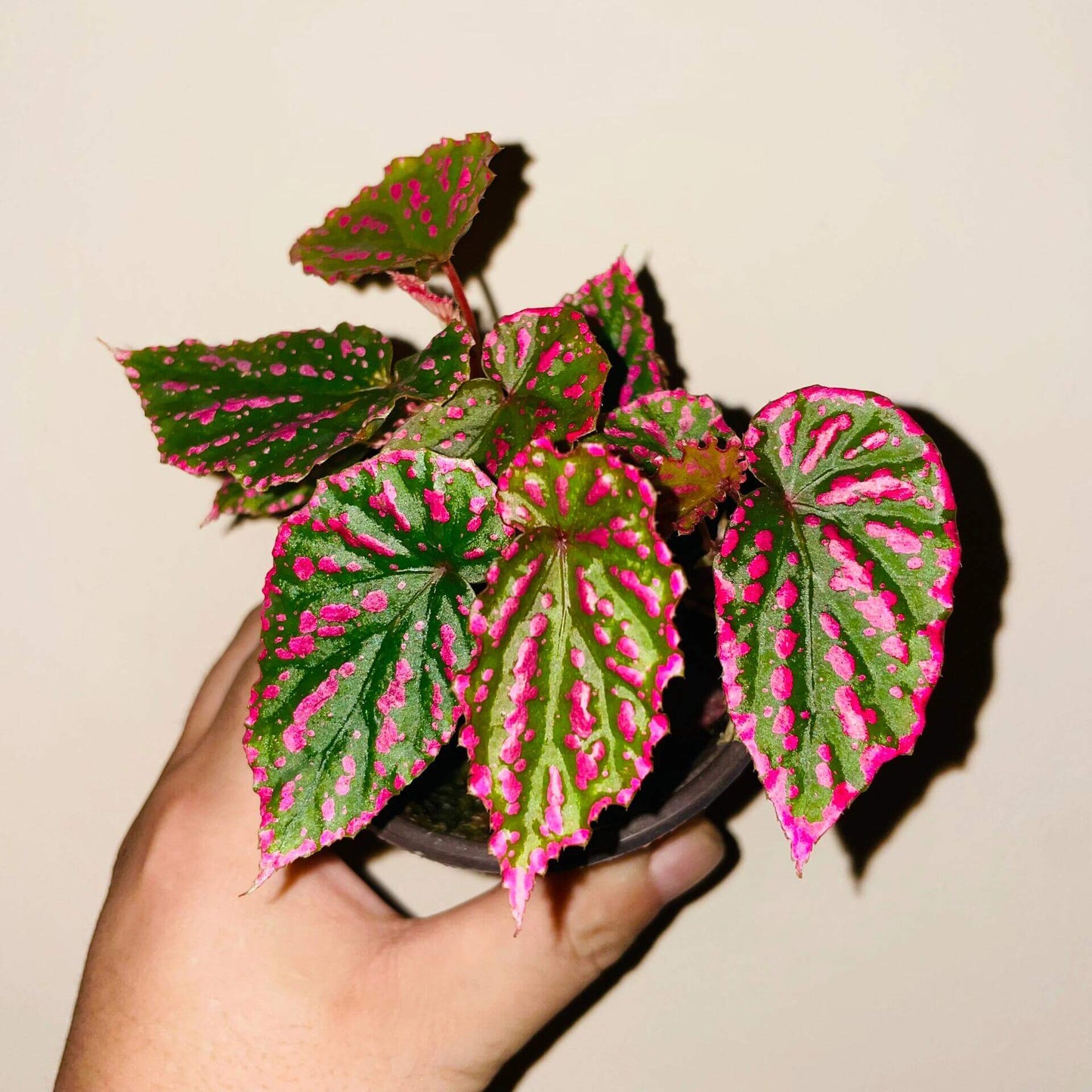 Begonia Negrosensis originates from Negros, Philippines, and is considered one of the most attractive members of the pink Begonia family. It belongs to the cane-like Begonias, with yellow-green stems and aerial roots when grown in humid conditions. Its leaves are narrow and elongated, with soft serrated edges. The most striking feature is the pink spots on the leaf surface, which are particularly vibrant when the plant is young, almost glowing with a fluorescent pink hue.