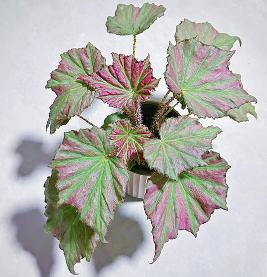 Begonia Party Girl is a hybrid begonia from Japan, known for its unique foliage and vibrant colors. The leaves are green, adorned with beautiful pink patches, creating a stunning contrast that adds energy and vitality to any plant collection. The leaves have a slightly fuzzy texture, giving them a soft, slightly rough feel, adding depth to the overall appearance.
