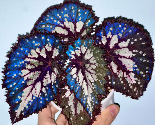 Begonia Peacock Emerald is a striking hybrid begonia cultivar admired for its vivid, color-shifting foliage. Its broad, heart-shaped leaves shimmer with silvery patches, deep emerald-green tones, and bold burgundy veins, creating a peacock-feather effect. Under low light, the leaves reveal a dazzling blue iridescence, adding another layer of beauty to this ornamental plant.