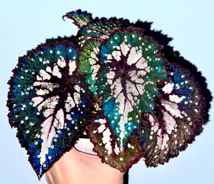 Begonia Peacock Emerald is a striking hybrid begonia cultivar admired for its vivid, color-shifting foliage. Its broad, heart-shaped leaves shimmer with silvery patches, deep emerald-green tones, and bold burgundy veins, creating a peacock-feather effect. Under low light, the leaves reveal a dazzling blue iridescence, adding another layer of beauty to this ornamental plant.