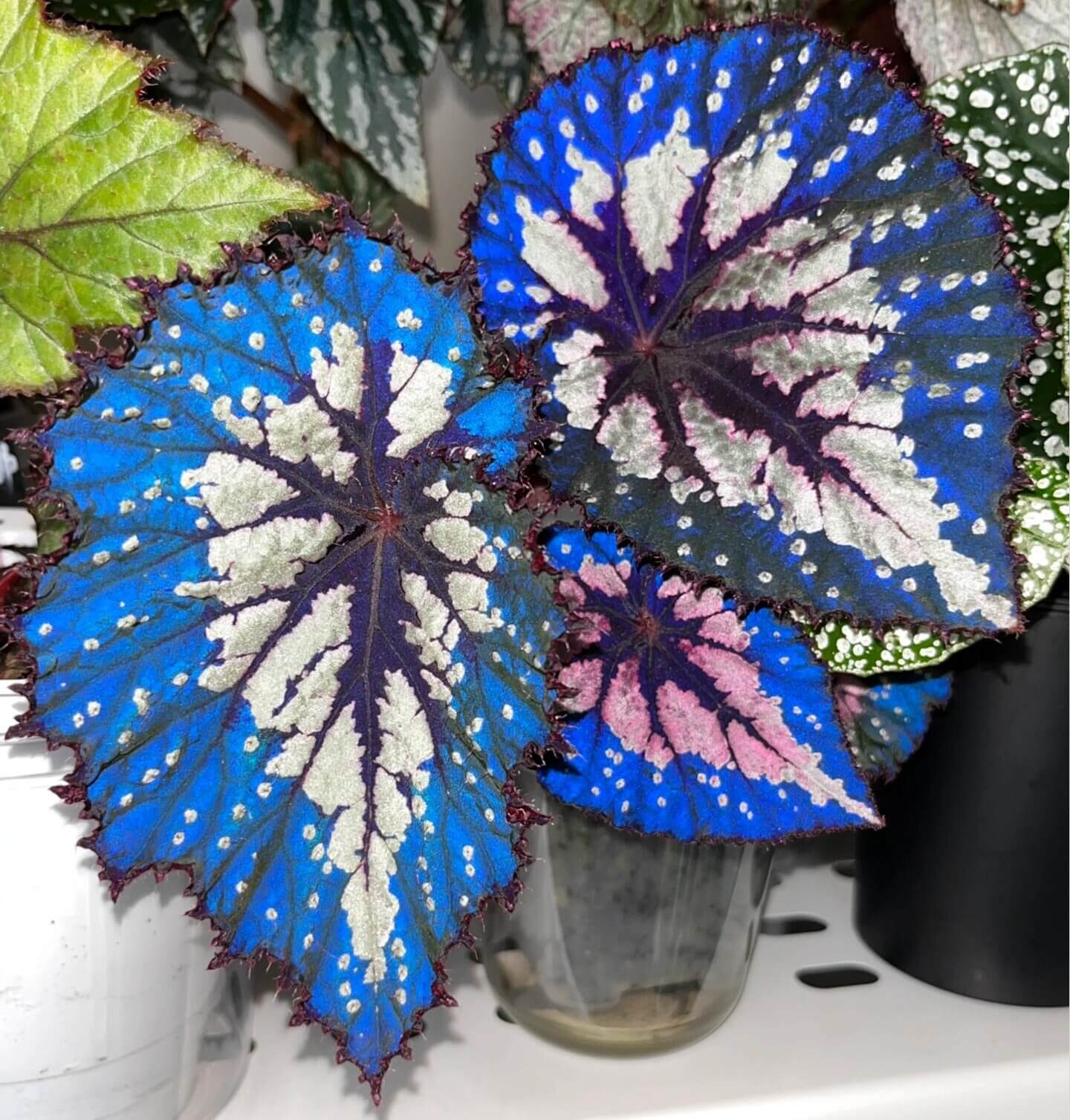 Begonia Peacock Emerald is a striking hybrid begonia cultivar admired for its vivid, color-shifting foliage. Its broad, heart-shaped leaves shimmer with silvery patches, deep emerald-green tones, and bold burgundy veins, creating a peacock-feather effect. Under low light, the leaves reveal a dazzling blue iridescence, adding another layer of beauty to this ornamental plant.