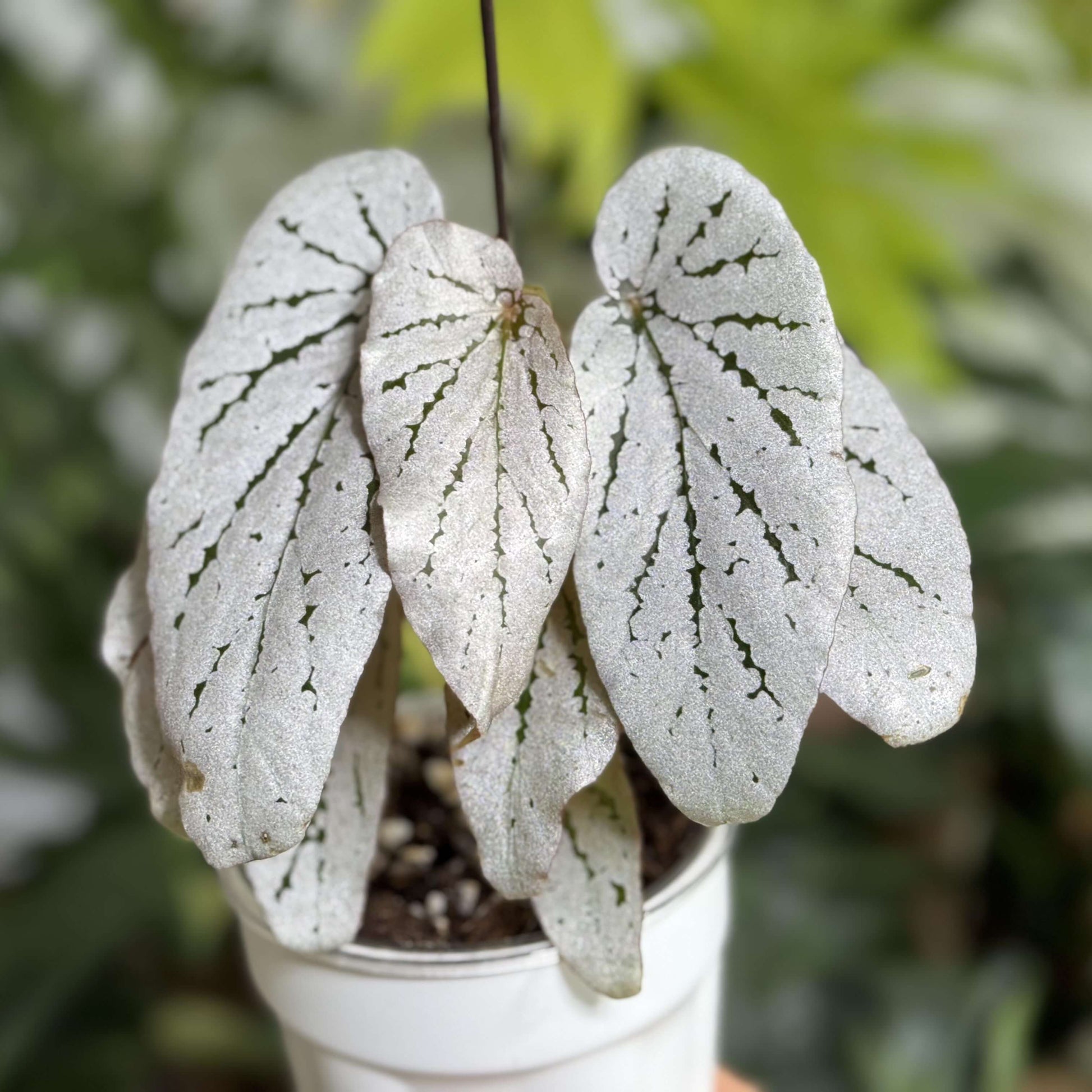 Begonia Pear Blossom is a truly captivating hybrid begonia, admired for its nearly pure-white foliage. The soft green base of each leaf is almost completely covered in delicate white speckles, leaving only the elegant green veins visible—like fine brushstrokes on a white canvas. The result is a plant that looks both striking and sophisticated.