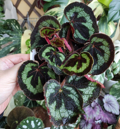 Begonia picturata is a unique rhizomatous begonia species native to the limestone regions of Guangxi, China. The leaf edges are gently wavy, and the underside of the leaves showcases a rich red color. The plant’s flower clusters feature white petals with yellow stamens, blooming between May and July.