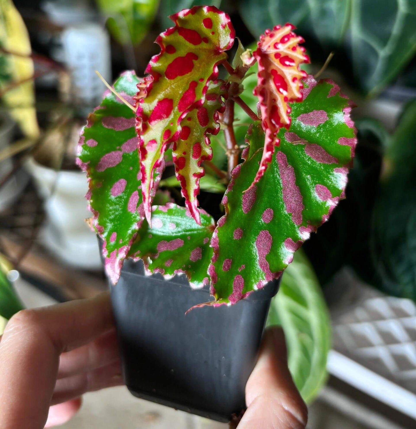 Begonia Pink Lava stands out with its dazzling leaf colors and distinctive texture. The dark green leaves are beautifully patterned with scattered bright pink dots, while a vivid pink border outlines the edges, creating an effect reminiscent of flowing, fiery lava. This striking appearance, combined with its specific cultivation needs, makes it an ideal choice for experienced plant enthusiasts.