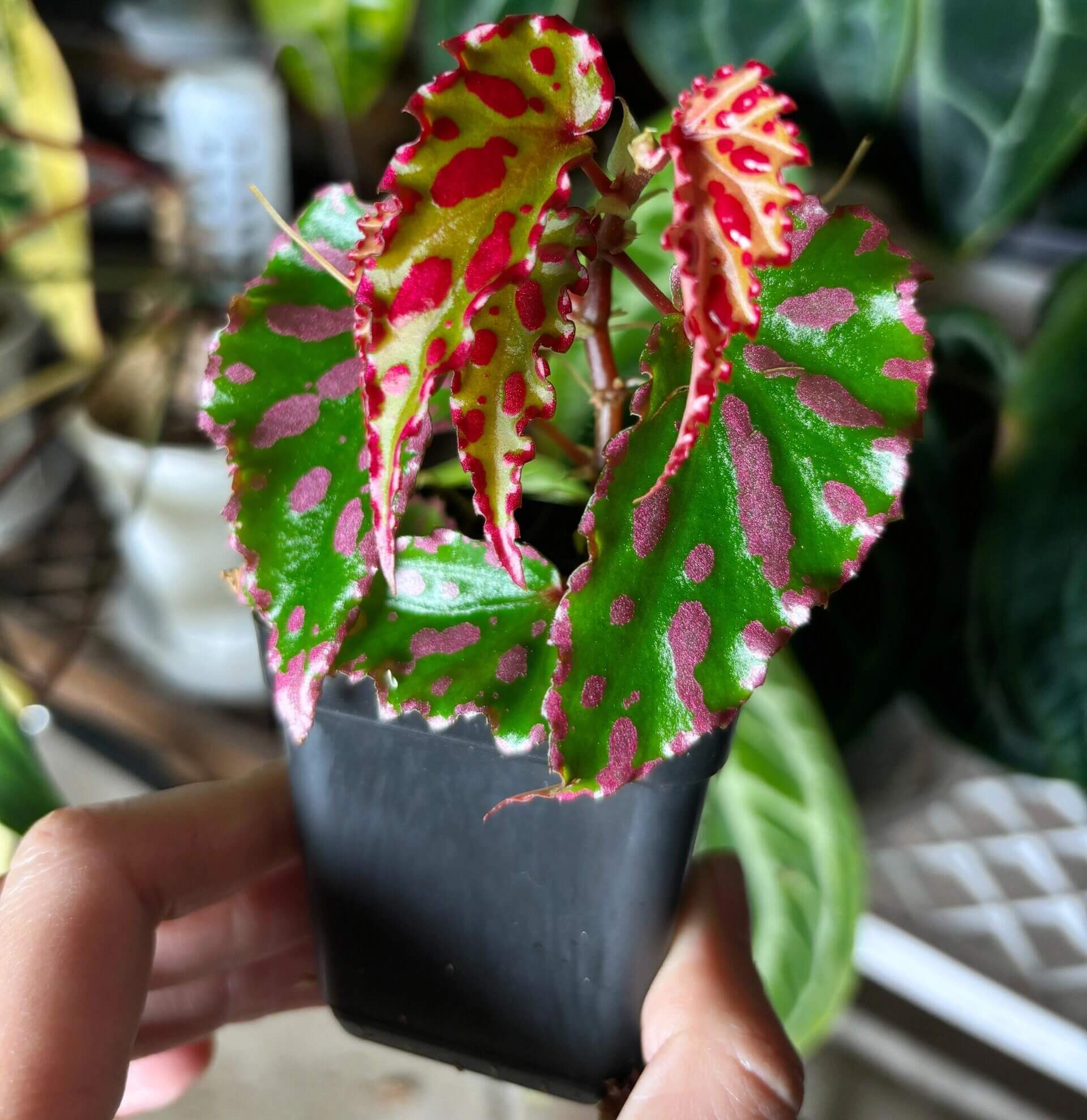 Begonia Pink Lava stands out with its dazzling leaf colors and distinctive texture. The dark green leaves are beautifully patterned with scattered bright pink dots, while a vivid pink border outlines the edges, creating an effect reminiscent of flowing, fiery lava. This striking appearance, combined with its specific cultivation needs, makes it an ideal choice for experienced plant enthusiasts.