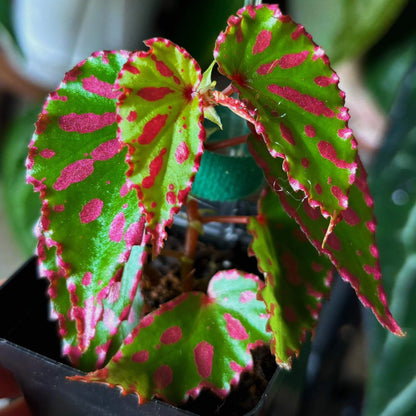 Begonia Pink Lava stands out with its dazzling leaf colors and distinctive texture. The dark green leaves are beautifully patterned with scattered bright pink dots, while a vivid pink border outlines the edges, creating an effect reminiscent of flowing, fiery lava. This striking appearance, combined with its specific cultivation needs, makes it an ideal choice for experienced plant enthusiasts.