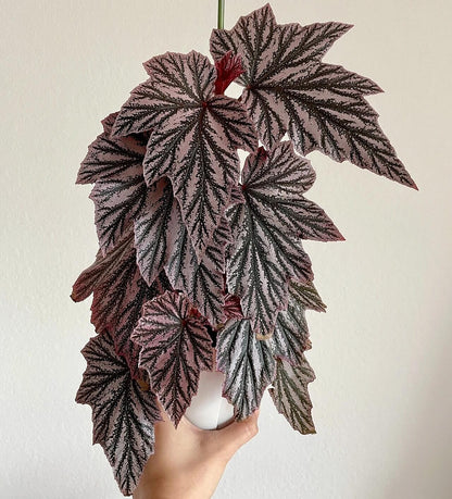 The Begonia Pink Minx is a captivating and unique variety of begonia, known for its striking foliage and vibrant pink flowers. This cultivar combines the beauty of deeply lobed green leaves, adorned with silver-pink splashes, creating a dazzling contrast. With its easy care and attractive blooms, the Begonia Pink Minx is the perfect addition to any indoor garden.