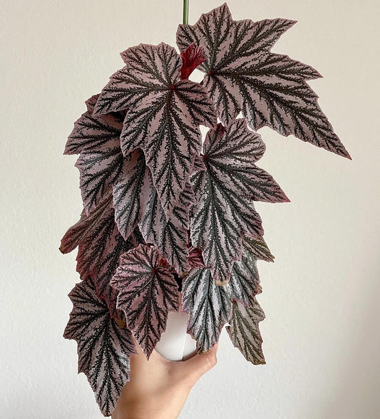 The Begonia Pink Minx is a captivating and unique variety of begonia, known for its striking foliage and vibrant pink flowers. This cultivar combines the beauty of deeply lobed green leaves, adorned with silver-pink splashes, creating a dazzling contrast. With its easy care and attractive blooms, the Begonia Pink Minx is the perfect addition to any indoor garden.