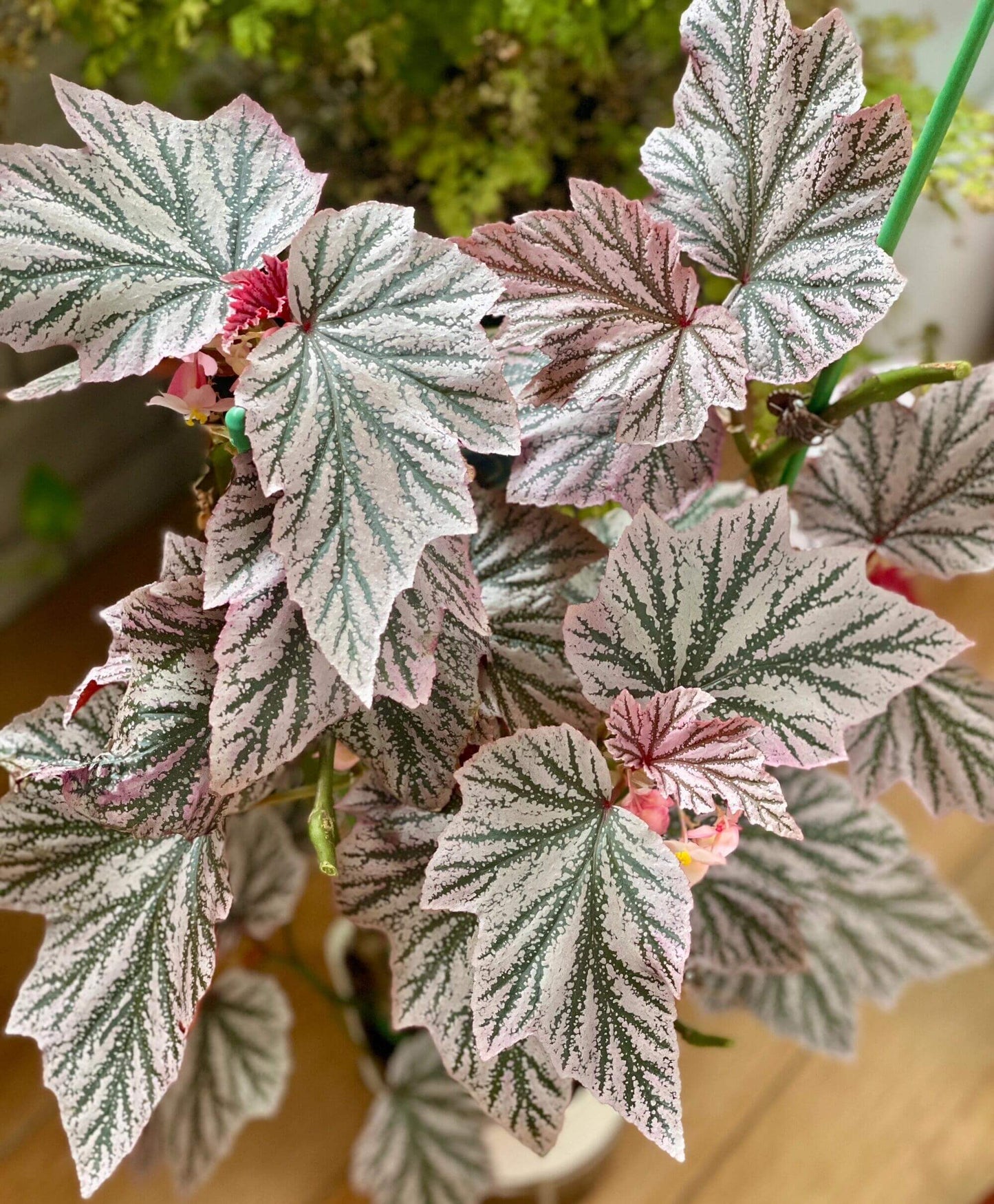 The Begonia Pink Minx is a captivating and unique variety of begonia, known for its striking foliage and vibrant pink flowers. This cultivar combines the beauty of deeply lobed green leaves, adorned with silver-pink splashes, creating a dazzling contrast. With its easy care and attractive blooms, the Begonia Pink Minx is the perfect addition to any indoor garden.