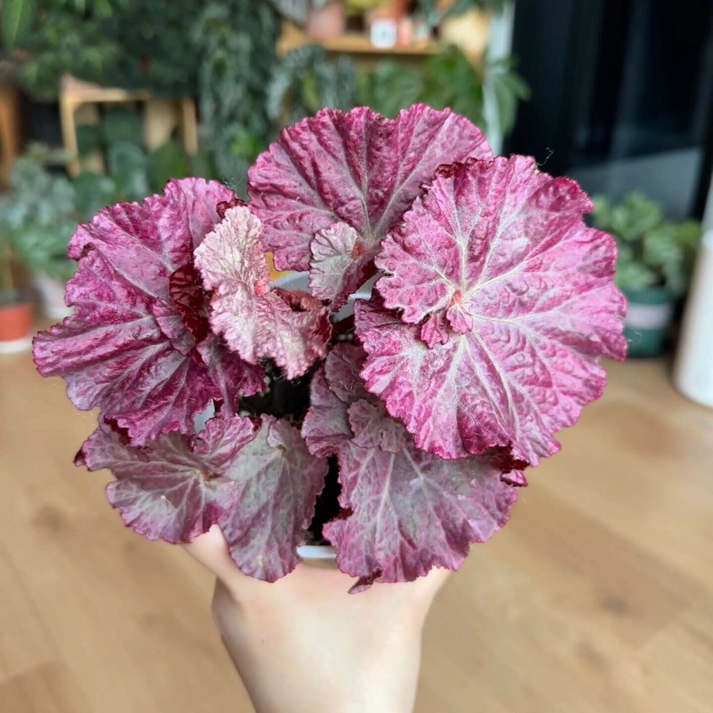 The Begonia Pink Panther is a stunning, decorative-leaf variety of begonia, developed for its beautiful pink-silver rounded leaves with distinct grey veins. This plant adds a touch of elegance to any indoor space. The leaves curl at the base, giving it a shell-like appearance, making it a standout in your home or office.