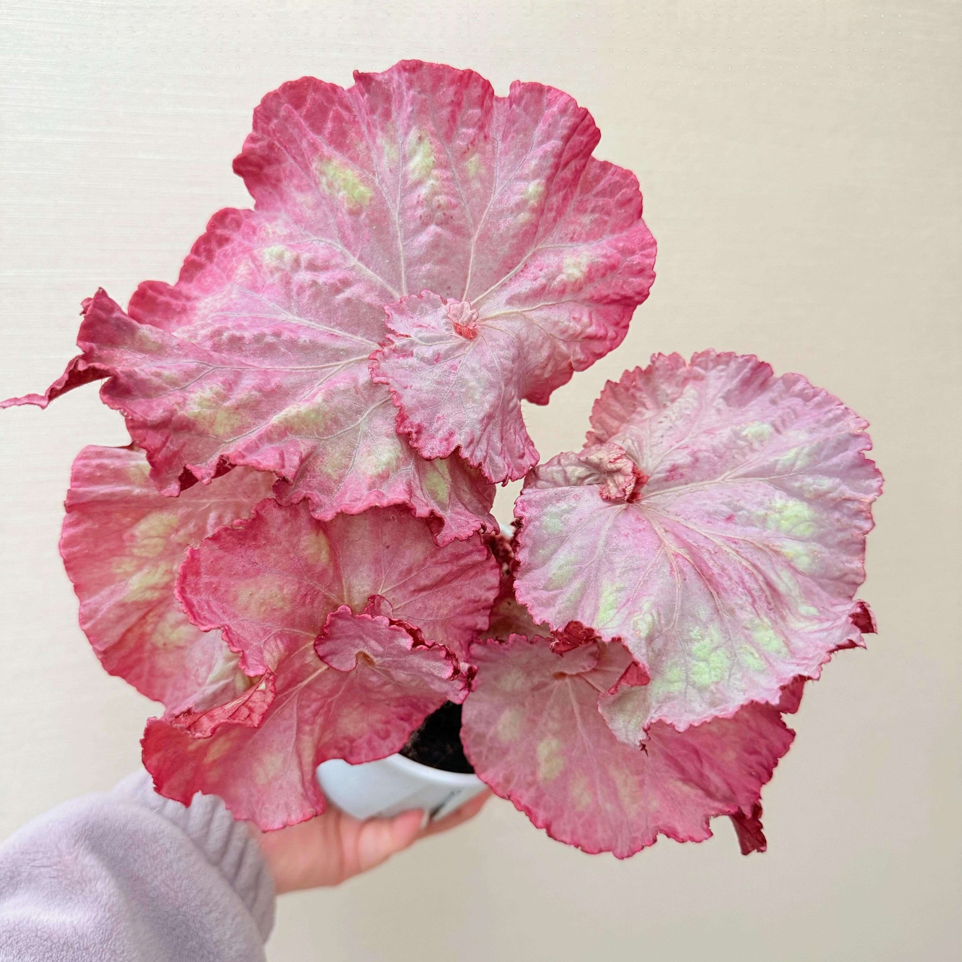 The Begonia Pink Panther is a stunning, decorative-leaf variety of begonia, developed for its beautiful pink-silver rounded leaves with distinct grey veins. This plant adds a touch of elegance to any indoor space. The leaves curl at the base, giving it a shell-like appearance, making it a standout in your home or office.