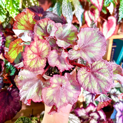 The Begonia Pink Panther is a stunning, decorative-leaf variety of begonia, developed for its beautiful pink-silver rounded leaves with distinct grey veins. This plant adds a touch of elegance to any indoor space. The leaves curl at the base, giving it a shell-like appearance, making it a standout in your home or office.
