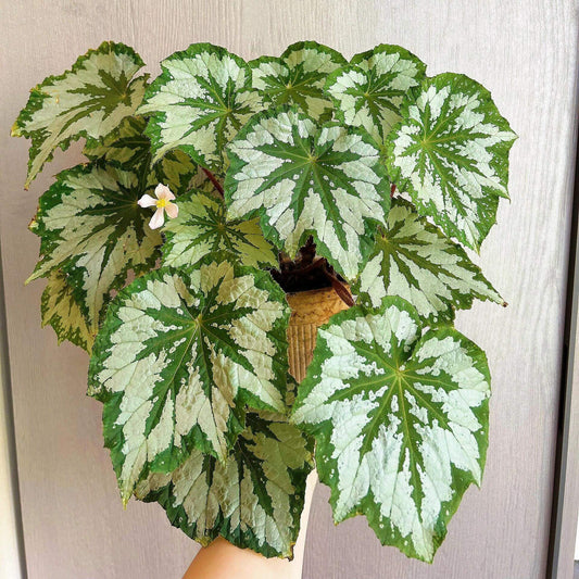 The Begonia Plant Bird boasts large, distinctive leaves with bold, eye-catching patterns. The leaves are a rich green with a notable silver-white sheen on the surface, creating a stunning contrast. The overall shape of the leaves resembles that of a rounded maple leaf. In low-light environments, the green parts of the leaves display a fluorescent reaction, adding a dynamic touch.