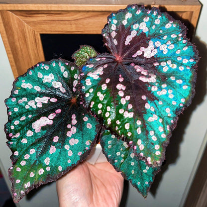 Begonia “Pop Rocks” is a dazzling hybrid begonia known for its playful, candy-like foliage. The heart-shaped leaves shimmer with a deep burgundy to emerald base, scattered with iridescent pink and silver speckles that resemble tiny bursts of sparkling candy. In natural daylight, the plant glows with rich green and red hues, while in lower light, its leaves reveal a striking turquoise sheen — almost like a hidden layer of magic.