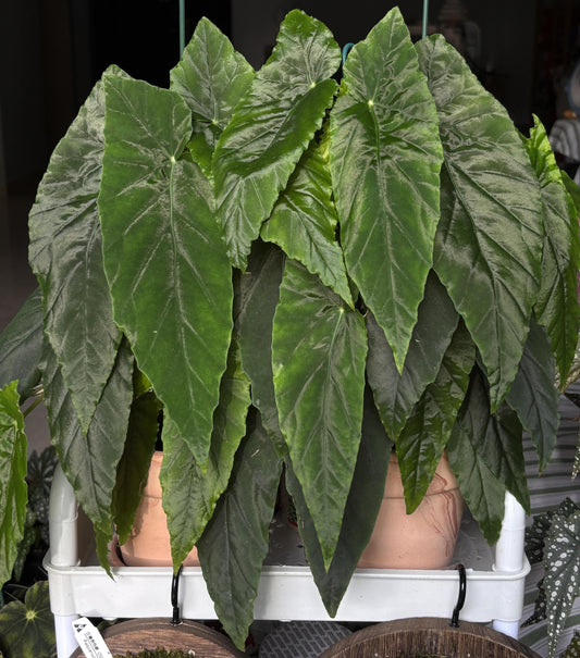 Begonia ‘Prism’ is a hybrid cultivar developed from Begonia Orange Rubra and Begonia lubbersii. Its foliage is narrow and sharply pointed, deep green with prominent veins, and arranged in layered formations that create a highly decorative effect. This modern begonia hybrid combines both vigor and ornamental appeal.