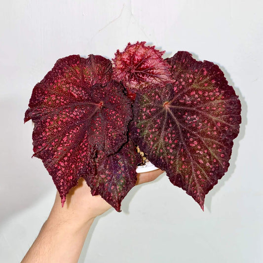 Begonia Raspberry – A stunning, compact Rex Begonia variety with striking elongated, oval-shaped leaves adorned with raspberry-like spots. This variety is a true gem for collectors and plant enthusiasts alike.