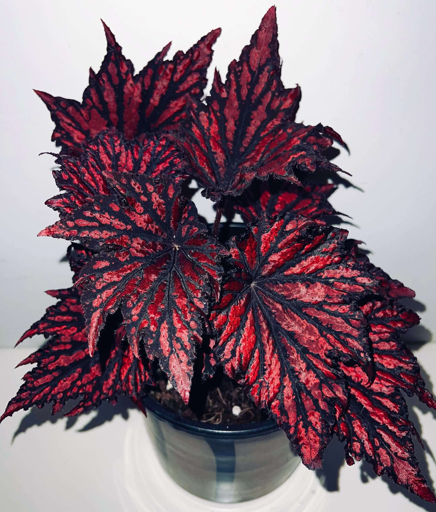 Begonia Rex Bewitched Red Black stands out with its dramatic contrast of deep, nearly black foliage layered beneath vivid crimson markings, creating a look that feels both fiery and mysterious. Its sharply pointed, star-shaped leaves shimmer with a subtle metallic sheen, and the intricate variegation gives each leaf a sculpted, almost enchanted appearance.