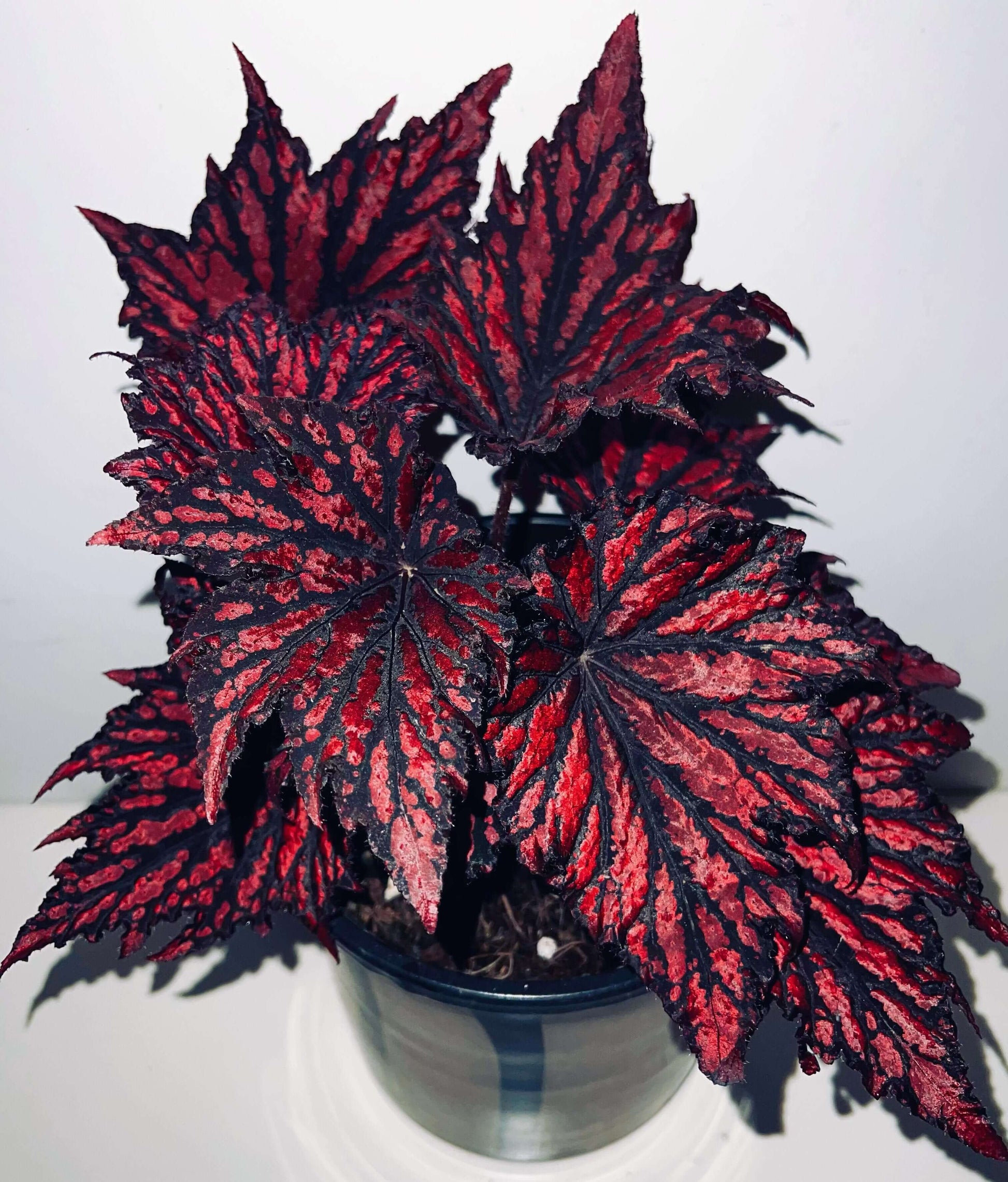 Begonia Rex Bewitched Red Black stands out with its dramatic contrast of deep, nearly black foliage layered beneath vivid crimson markings, creating a look that feels both fiery and mysterious. Its sharply pointed, star-shaped leaves shimmer with a subtle metallic sheen, and the intricate variegation gives each leaf a sculpted, almost enchanted appearance.