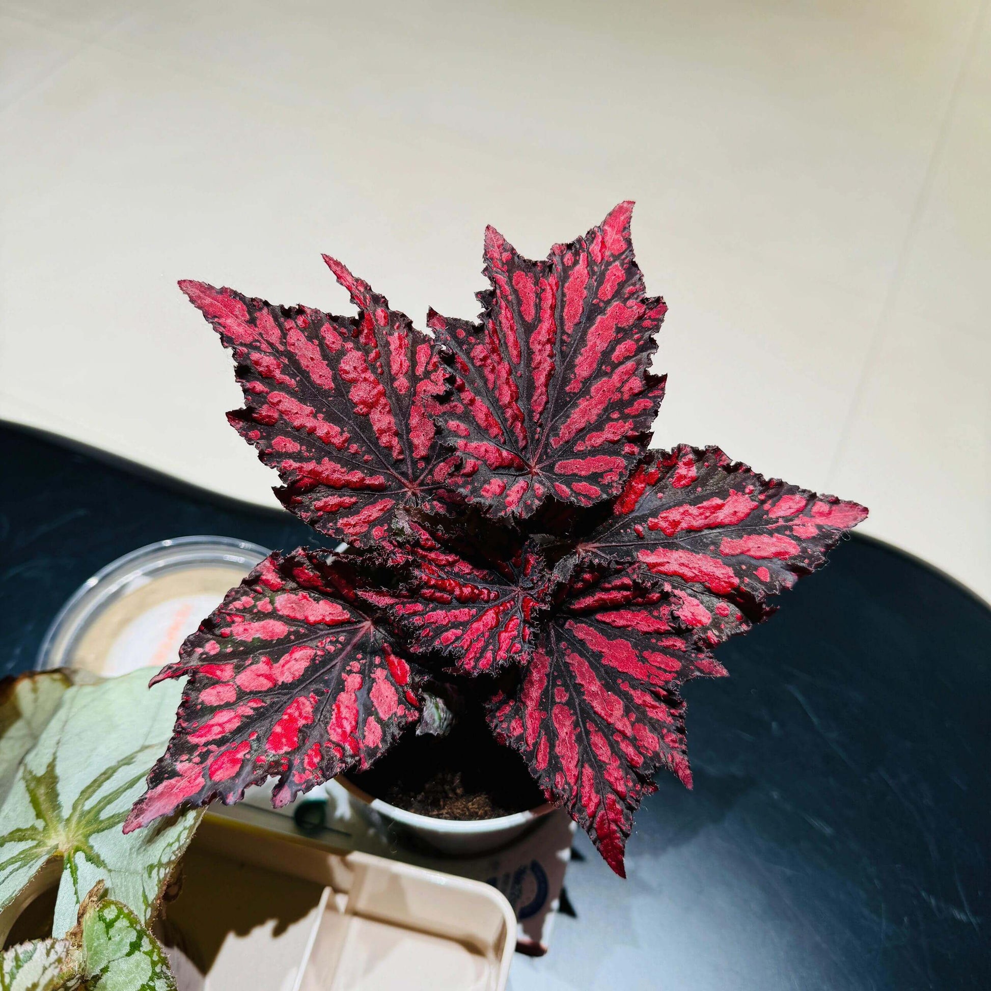 Begonia Rex Bewitched Red Black stands out with its dramatic contrast of deep, nearly black foliage layered beneath vivid crimson markings, creating a look that feels both fiery and mysterious. Its sharply pointed, star-shaped leaves shimmer with a subtle metallic sheen, and the intricate variegation gives each leaf a sculpted, almost enchanted appearance.
