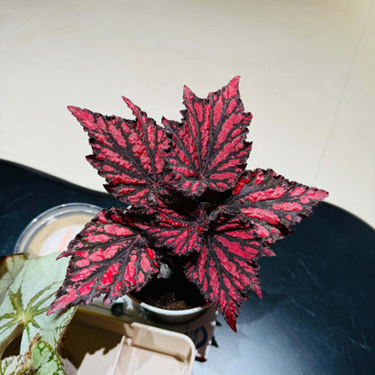 Begonia Rex Bewitched Red Black stands out with its dramatic contrast of deep, nearly black foliage layered beneath vivid crimson markings, creating a look that feels both fiery and mysterious. Its sharply pointed, star-shaped leaves shimmer with a subtle metallic sheen, and the intricate variegation gives each leaf a sculpted, almost enchanted appearance.