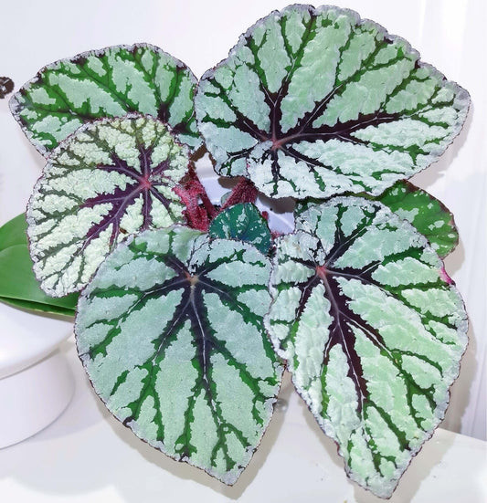 Begonia Rex Fedor is a striking variety of Rex begonia known for its unique and decorative foliage. The plant features almost round, silver-toned leaves with green and purple markings, making it an eye-catching addition to any indoor space. With its shimmering, elegant appearance, Begonia Rex Fedor is a must-have for plant lovers looking to add sophistication and style to their collection.