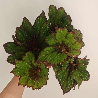Begonia Rex Ryokuha is a hybrid variety of Begonia, specifically belonging to the Begonia rex group. It is known for its striking appearance and slow growth rate.