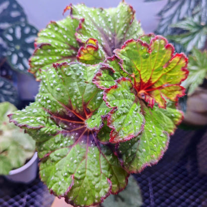 Begonia Rex Ryokuha is a hybrid variety of Begonia, specifically belonging to the Begonia rex group. It is known for its striking appearance and slow growth rate.
