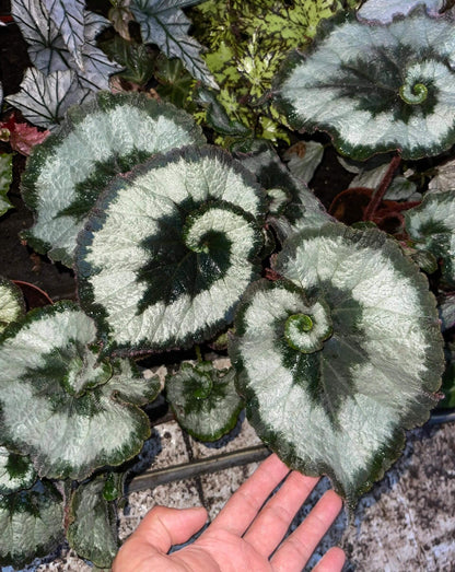 Begonia Rex 'Escargot' is an evergreen, rhizomatous perennial prized for its striking, spiral-shaped foliage that curls around at the base of each leaf, resembling a snail’s shell—hence its name. The leaves display an eye-catching mix of green, silver, and dark chocolate or olive tones, forming a captivating, snail-like pattern. While primarily grown for its ornamental foliage, it also produces small, pale pink flowers that add a delicate touch.