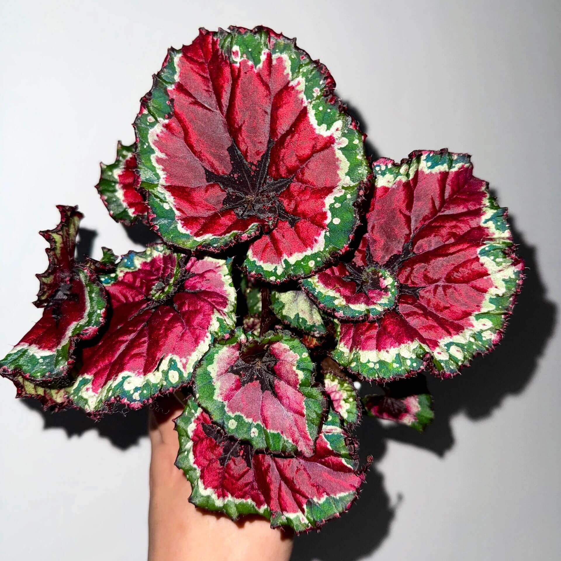 Begonia Rex ‘Escargot Aurora’ features leaves that unfurl in graceful spirals, reminiscent of a snail’s shell. Unlike the traditional silver-green tones of Begonia ‘Escargot’, this cultivar dazzles with vivid magenta, bright emerald, and pure white interwoven into radiant patterns, like aurora lights flowing across the foliage. The leaf edges curl softly, with a thick, glossy texture that reveals a subtle metallic sheen under shifting light.