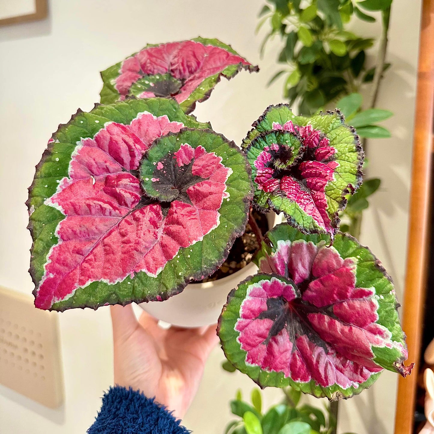 Begonia Rex ‘Escargot Aurora’ features leaves that unfurl in graceful spirals, reminiscent of a snail’s shell. Unlike the traditional silver-green tones of Begonia ‘Escargot’, this cultivar dazzles with vivid magenta, bright emerald, and pure white interwoven into radiant patterns, like aurora lights flowing across the foliage. The leaf edges curl softly, with a thick, glossy texture that reveals a subtle metallic sheen under shifting light.
