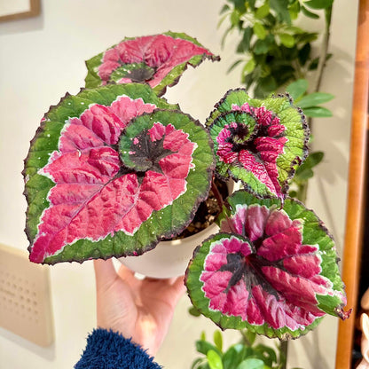 Begonia Rex ‘Escargot Aurora’ features leaves that unfurl in graceful spirals, reminiscent of a snail’s shell. Unlike the traditional silver-green tones of Begonia ‘Escargot’, this cultivar dazzles with vivid magenta, bright emerald, and pure white interwoven into radiant patterns, like aurora lights flowing across the foliage. The leaf edges curl softly, with a thick, glossy texture that reveals a subtle metallic sheen under shifting light.