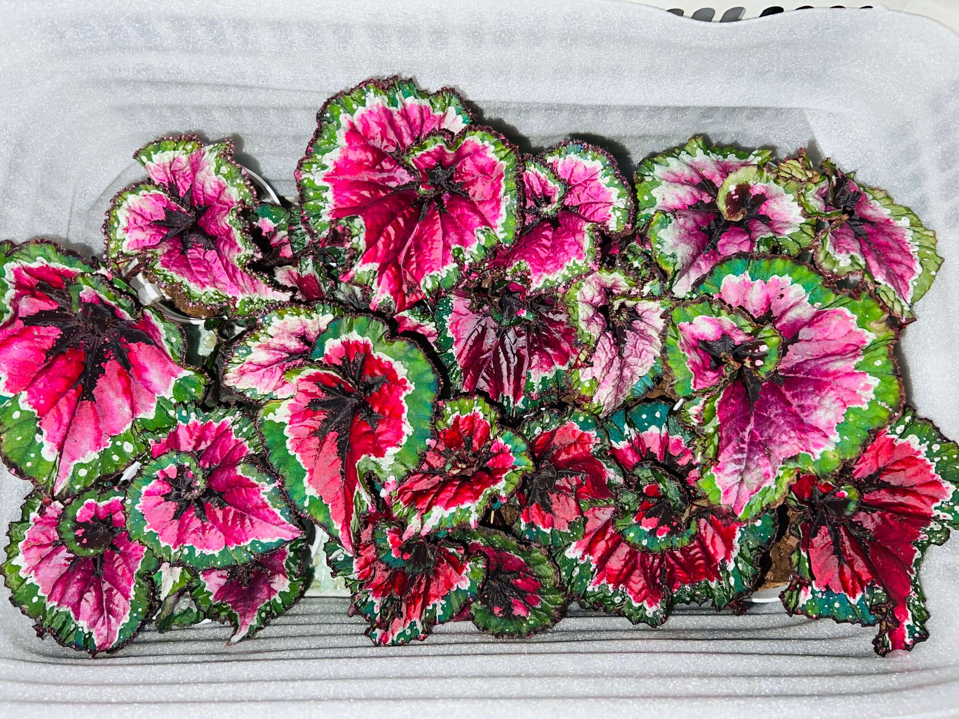 Begonia Rex ‘Escargot Aurora’ features leaves that unfurl in graceful spirals, reminiscent of a snail’s shell. Unlike the traditional silver-green tones of Begonia ‘Escargot’, this cultivar dazzles with vivid magenta, bright emerald, and pure white interwoven into radiant patterns, like aurora lights flowing across the foliage. The leaf edges curl softly, with a thick, glossy texture that reveals a subtle metallic sheen under shifting light.