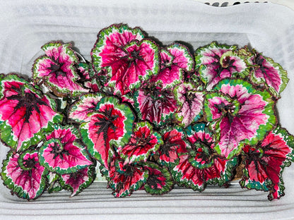 Begonia Rex ‘Escargot Aurora’ features leaves that unfurl in graceful spirals, reminiscent of a snail’s shell. Unlike the traditional silver-green tones of Begonia ‘Escargot’, this cultivar dazzles with vivid magenta, bright emerald, and pure white interwoven into radiant patterns, like aurora lights flowing across the foliage. The leaf edges curl softly, with a thick, glossy texture that reveals a subtle metallic sheen under shifting light.