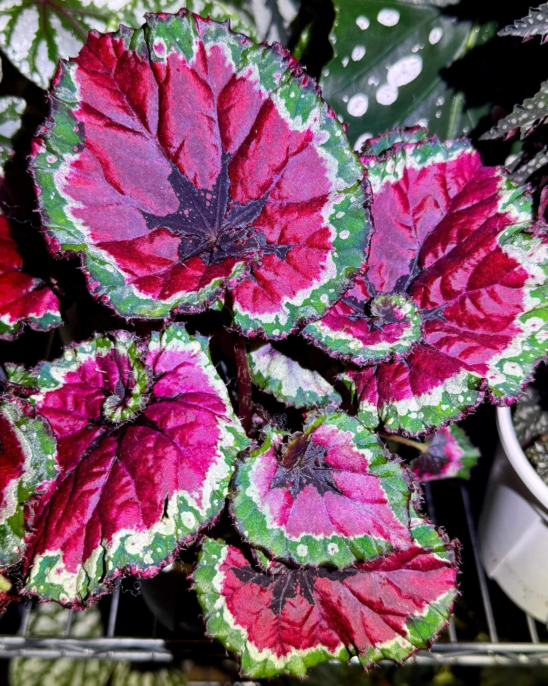 Begonia Rex ‘Escargot Aurora’ features leaves that unfurl in graceful spirals, reminiscent of a snail’s shell. Unlike the traditional silver-green tones of Begonia ‘Escargot’, this cultivar dazzles with vivid magenta, bright emerald, and pure white interwoven into radiant patterns, like aurora lights flowing across the foliage. The leaf edges curl softly, with a thick, glossy texture that reveals a subtle metallic sheen under shifting light.