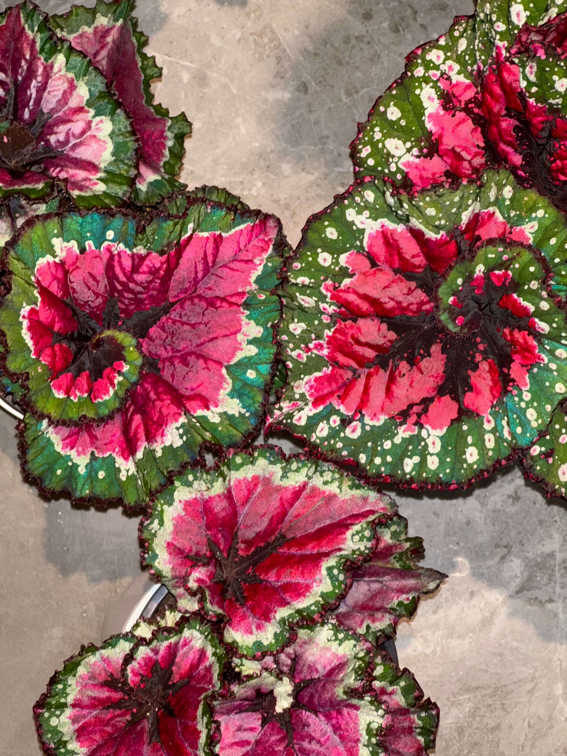 Begonia Rex ‘Escargot Aurora’ features leaves that unfurl in graceful spirals, reminiscent of a snail’s shell. Unlike the traditional silver-green tones of Begonia ‘Escargot’, this cultivar dazzles with vivid magenta, bright emerald, and pure white interwoven into radiant patterns, like aurora lights flowing across the foliage. The leaf edges curl softly, with a thick, glossy texture that reveals a subtle metallic sheen under shifting light.