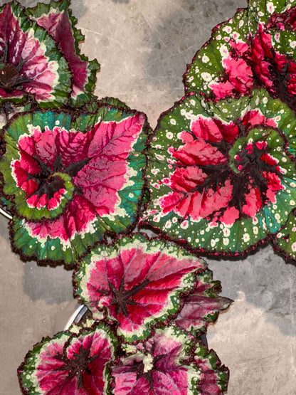 Begonia Rex ‘Escargot Aurora’ features leaves that unfurl in graceful spirals, reminiscent of a snail’s shell. Unlike the traditional silver-green tones of Begonia ‘Escargot’, this cultivar dazzles with vivid magenta, bright emerald, and pure white interwoven into radiant patterns, like aurora lights flowing across the foliage. The leaf edges curl softly, with a thick, glossy texture that reveals a subtle metallic sheen under shifting light.