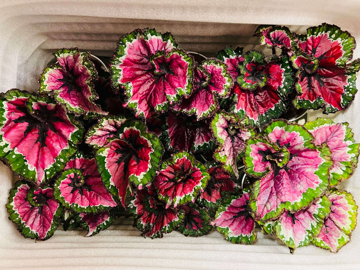 Begonia Rex ‘Escargot Aurora’ features leaves that unfurl in graceful spirals, reminiscent of a snail’s shell. Unlike the traditional silver-green tones of Begonia ‘Escargot’, this cultivar dazzles with vivid magenta, bright emerald, and pure white interwoven into radiant patterns, like aurora lights flowing across the foliage. The leaf edges curl softly, with a thick, glossy texture that reveals a subtle metallic sheen under shifting light.