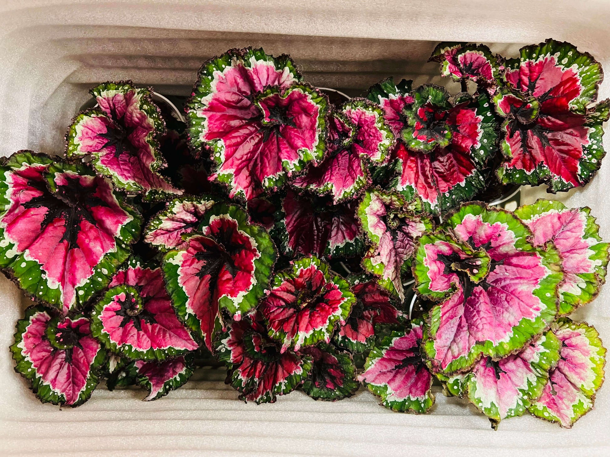 Begonia Rex ‘Escargot Aurora’ features leaves that unfurl in graceful spirals, reminiscent of a snail’s shell. Unlike the traditional silver-green tones of Begonia ‘Escargot’, this cultivar dazzles with vivid magenta, bright emerald, and pure white interwoven into radiant patterns, like aurora lights flowing across the foliage. The leaf edges curl softly, with a thick, glossy texture that reveals a subtle metallic sheen under shifting light.