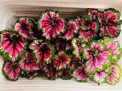 Begonia Rex ‘Escargot Aurora’ features leaves that unfurl in graceful spirals, reminiscent of a snail’s shell. Unlike the traditional silver-green tones of Begonia ‘Escargot’, this cultivar dazzles with vivid magenta, bright emerald, and pure white interwoven into radiant patterns, like aurora lights flowing across the foliage. The leaf edges curl softly, with a thick, glossy texture that reveals a subtle metallic sheen under shifting light.