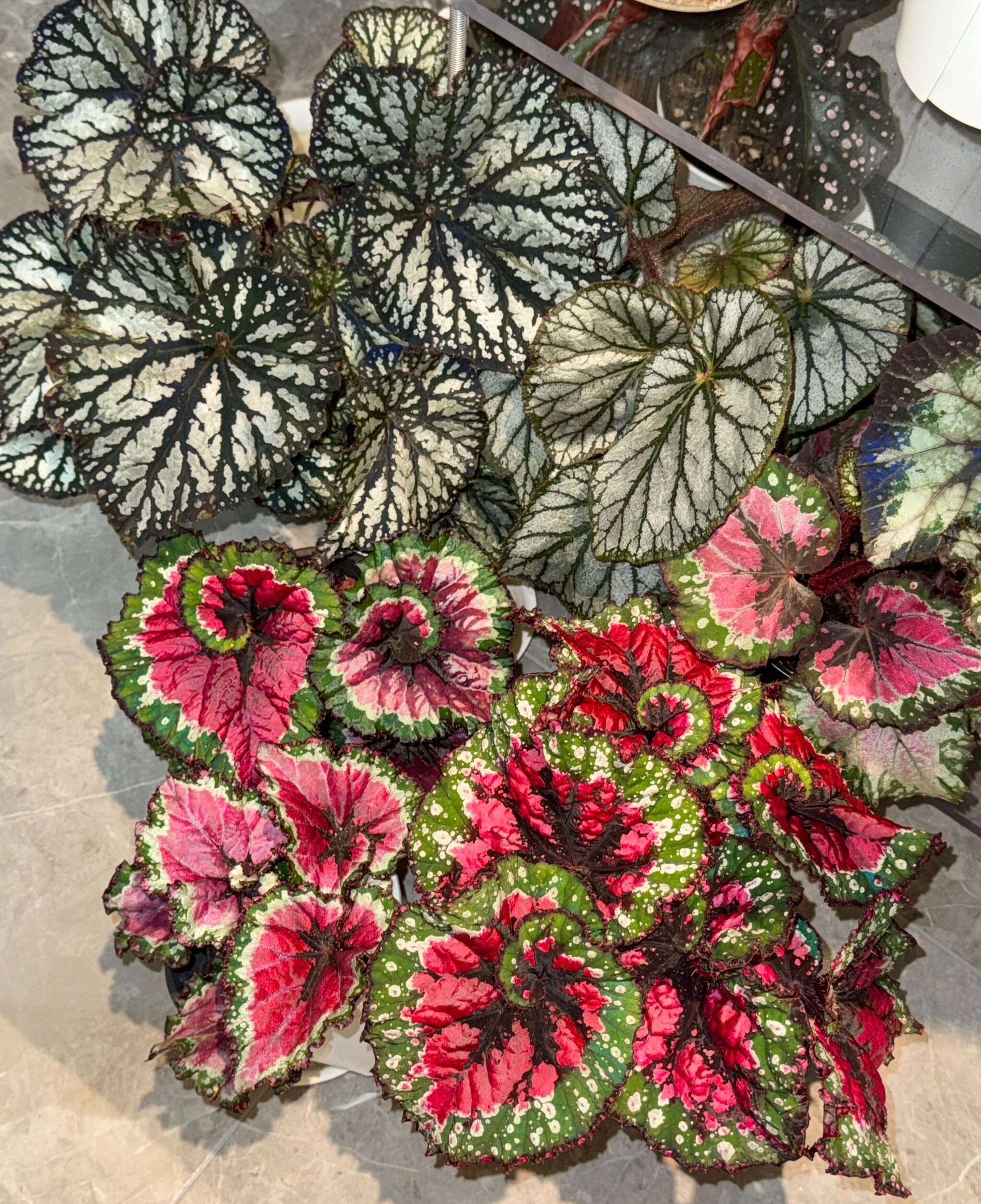 Begonia Rex ‘Escargot Aurora’ features leaves that unfurl in graceful spirals, reminiscent of a snail’s shell. Unlike the traditional silver-green tones of Begonia ‘Escargot’, this cultivar dazzles with vivid magenta, bright emerald, and pure white interwoven into radiant patterns, like aurora lights flowing across the foliage. The leaf edges curl softly, with a thick, glossy texture that reveals a subtle metallic sheen under shifting light.