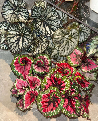 Begonia Rex ‘Escargot Aurora’ features leaves that unfurl in graceful spirals, reminiscent of a snail’s shell. Unlike the traditional silver-green tones of Begonia ‘Escargot’, this cultivar dazzles with vivid magenta, bright emerald, and pure white interwoven into radiant patterns, like aurora lights flowing across the foliage. The leaf edges curl softly, with a thick, glossy texture that reveals a subtle metallic sheen under shifting light.