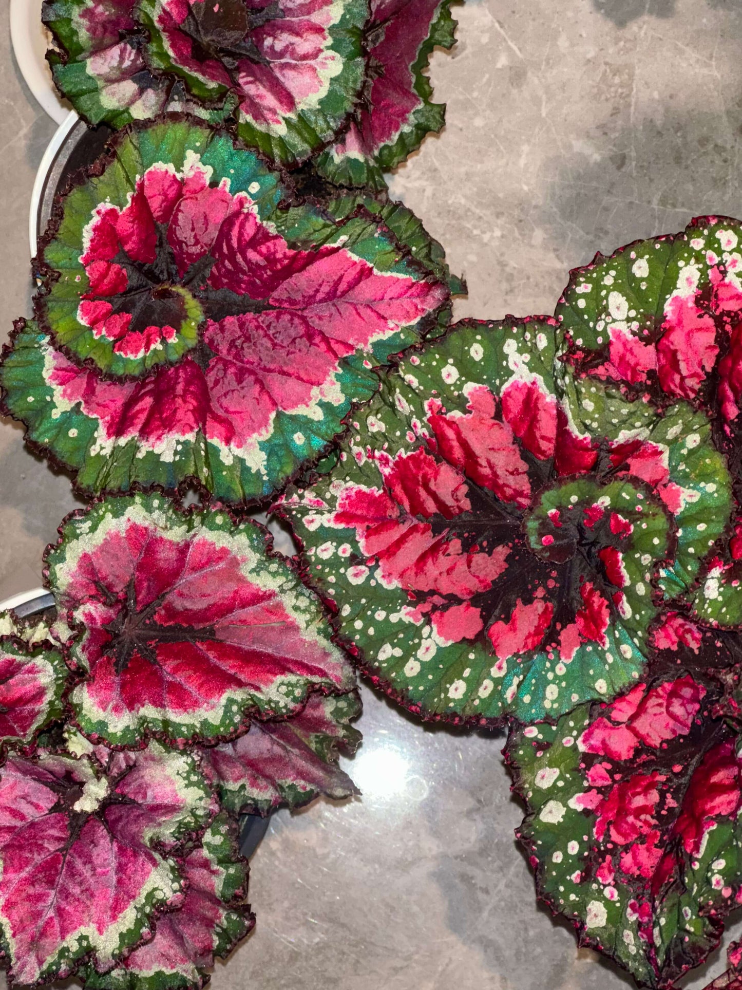 Begonia Rex ‘Escargot Aurora’ features leaves that unfurl in graceful spirals, reminiscent of a snail’s shell. Unlike the traditional silver-green tones of Begonia ‘Escargot’, this cultivar dazzles with vivid magenta, bright emerald, and pure white interwoven into radiant patterns, like aurora lights flowing across the foliage. The leaf edges curl softly, with a thick, glossy texture that reveals a subtle metallic sheen under shifting light.